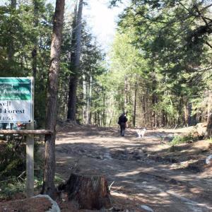 Entrance to the Sortwell Pines trail network. Below: David Marcus. JOHN MAGUIRE/Wiscasset Newspaper Entrance to the Sortwell Pines trail network. JOHN MAGUIRE/Wiscasset Newspaper