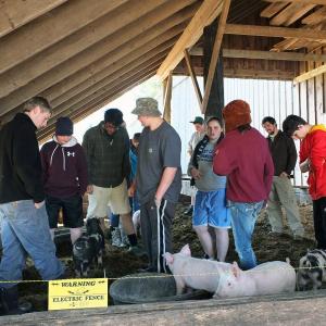 Wiscasset Middle School eighth grade students learn how pigs are raised at Chewonki, as part of a four-day overnight experiential education there. JOHN MAGUIRE/Wiscasset Newspaper 