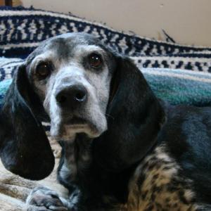 This senior dog, victim of a hit-and-run in Alna the night of May 21, is being treated at Woodbrook Animal Clinic in Wiscasset. SUSAN JOHNS/Wiscasset Newspaper