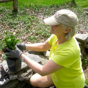 Linda Pope of Wiscasset selects perennials to share at the Morris Farm Plant Sale on May 18. Courtesy of Morris Farm