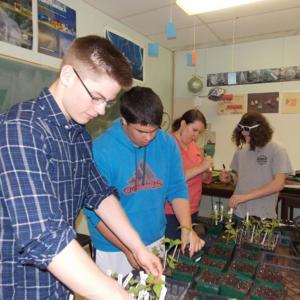 WHS students Logan Grover, left, and Nathan Howard transplant heirloom tomato plants for the Morris Farm Plant Sale on May 18. In the background, Biology teacher Prema Long and Jacob Field check identification tags. Courtesy of Morris Farm Trust