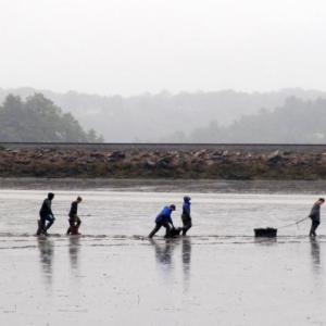 WMS eighth graders seed the flats at Polly Clark Cove on June 11. Courtesy of Wiscasset Middle School WMS eighth graders seed the flats at Polly Clark Cove on June 11. Courtesy of Wiscasset Middle School