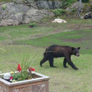 This bear visited the Thayer family on Mossy Drive in Wiscasset on June 13. Courtesy of Cheryl Thayer and Chelsey Thayer
