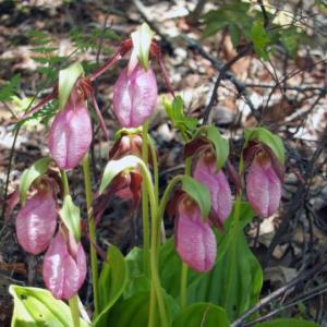 This bunch of pink lady slippers is tucked away at the home of Adrianna and Richard Ortisi-Best near the most southwest point in Edgecomb. KATHY ONORATO/Wiscasset Newspaper