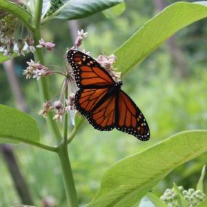 Love monarchs? Then find a place for milkweed. Milkweed provides the sole food of monarch butterfly caterpillars and is essential to them. SUE MELLO/Boothbay Register