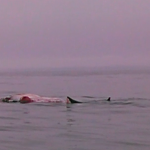 Clip from Ryan Casey's video of a great white shark feeding on a whale carcass near Damariscove Island on July 30. 