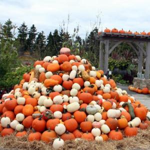 Piled into a pyramid, floating in a fountain, and appearing just about everywhere, a plethora of pumpkins and other gourds will help the Gardens make the transition to autumn and its brilliant colors. 