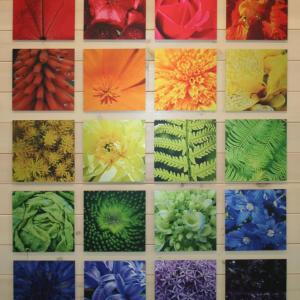 The exhibit “Color Study: Macro” displays a spectrum of plant close-ups by members of the Gardens’ Photography Club. Courtesy of Barbara Freeman
