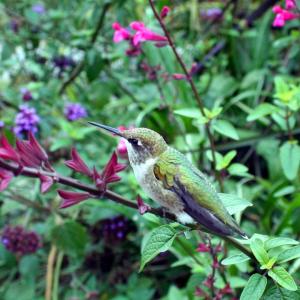 Hungry hummingbirds are taking advantage of nectar-rich plants at Coastal Maine Botanical Gardens to prepare for their fall migration. Courtesy of Barbara Freeman Hungry hummingbirds are taking advantage of nectar-rich plants at Coastal Maine Botanical Gardens to prepare for their fall migration. Courtesy of Barbara Freeman