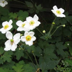 Japanese anemone. Wikimedia Commons Japanese anemone. Wikimedia Commons