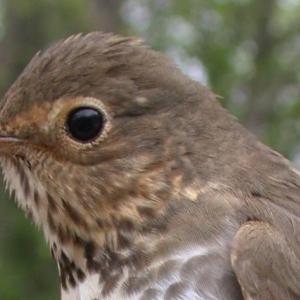 A Swainson’s thrush. Courtesy of David Bonter