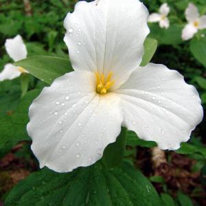Gorgeous photos of plants, like this trillium by William Cullina, instructor of “After the Shutter Closes,” are just one type of image that can be enhanced and managed to great advantage. Courtesy of William Cullina