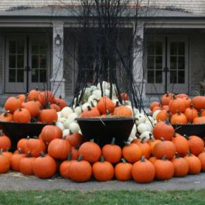 Piled into wheelbarrows and displayed here, there, and everywhere, pumpkins in all shapes and sizes will be free to visitors beginning on October 28, while supplies last. Courtesy of Barbara Freeman Piled into wheelbarrows and displayed here, there, and everywhere, pumpkins in all shapes and sizes will be free to visitors beginning on October 28, while supplies last. Courtesy of Barbara Freeman
