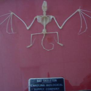 bat skeleton