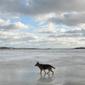 gsd dog popham
