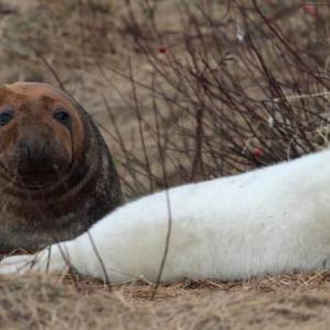 seal pup maine