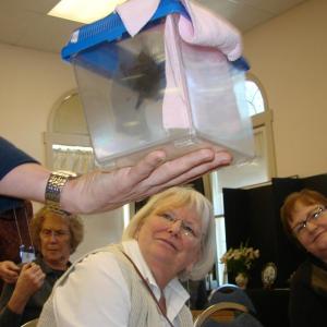 Linda Adams, left, of Wiscasset and Patrina Curtis of Richmond look up at August, from the big brown bat species. The bat attended a January 9 meeting of the Wiscasset Garden Club at the First Congregational Church’s fellowship hall, with Keith Crowley of the Chewonki Foundation. SUSAN JOHNS/Wiscasset Newspaper big brown bat Wiscasset Garden Club Chewonki Foundation