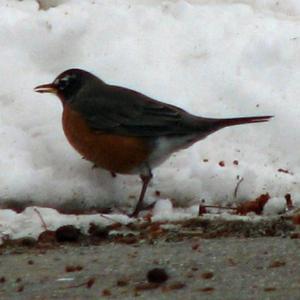 robin, bird