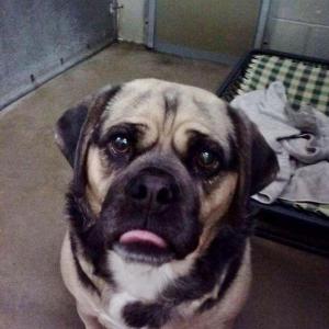 puggle