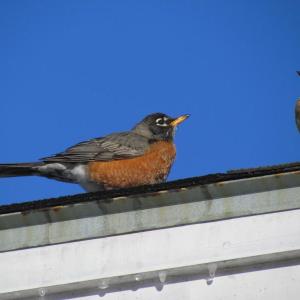 American robin
