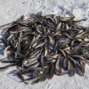 A pile of smelt. Courtesy of Maine.gov