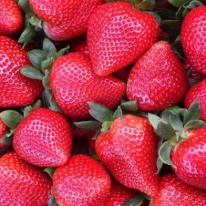 Plant San Andreas strawberries this spring and harvest fruit this summer! Courtesy of the Knox-Lincoln Soil & Water Conservation District