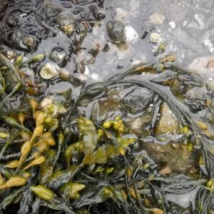 Seaweed and how it can be used is the topic of an upcoming class. Courtesy of Damariscotta River Association