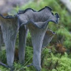 It's been a banner year for these black trumpet mushrooms. Courtesy of Andy McEvoy