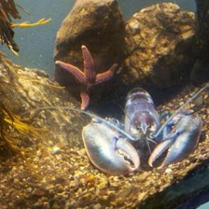 SKYLAR the blue lobster arrived in West Boothbay Harbor last week. He was donated by 14-year-old Meghan LaPlante, who caught him near Old Orchard Beach. Courtesy of Elaine Jones