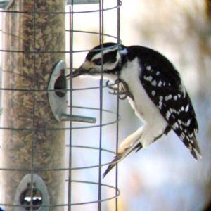 Hairy woodpecker — Mid-Coast Audubon is now taking orders (due Nov. 7) for their annual birdseed sale fundraiser. Feed the birds and support your local Audubon chapter at the same time. Courtesy of John Weinrich