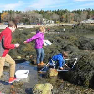 CTL SEVENTH GRADERS, from left, Nolan Anderson of Newcastle, Kate Larson of Southport, and Kaleb Brackley-Prouty of Alna, rake a quadrat at Hendrick’s Head to collect samples of possibly invasive species. Courtesy of Krista Woodbridge