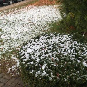 Just a dusting of snow on bushes in Boothbay Harbor. KATRINA CLARK/Boothbay Register