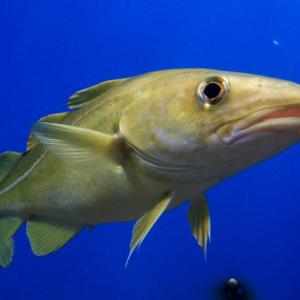 Atlantic cod. August Linnman photo