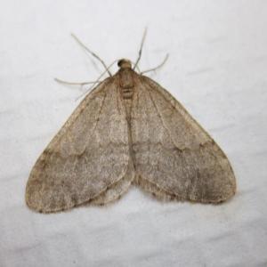 winter moth