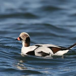 A LONG-TAILED DUCK. Courtesy of Dennis McKenna