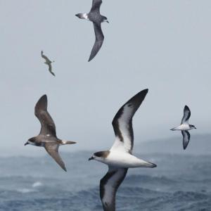 Bermuda petrel. Richard Crossley photo