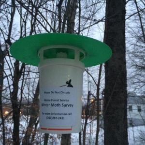 moth trap