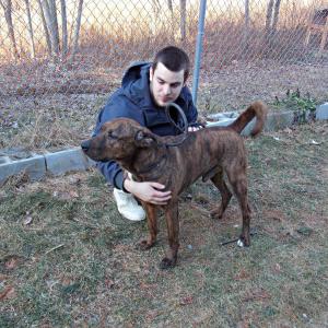 Rocko, the 3-year-old mixed breed, with shelter attendant Kurtis Reed. KATRINA CLARK/Boothbay Register