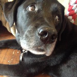 Coal the black lab will be sad if he doesn’t see lots of animals adopted during “gift fest.” Courtesy of Don Kingsbury