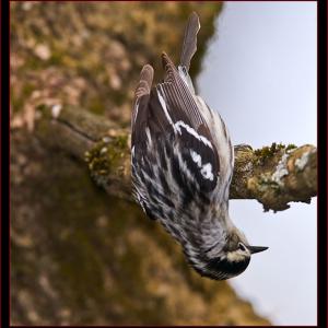 Black-and-white warbler. Courtesy of Kirk Rogers