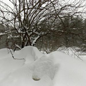 Massive snowdrifts in Boothbay Harbor reach more than halfway up an apple tree as a result of three storms. KATRINA CLARK/Boothbay Register