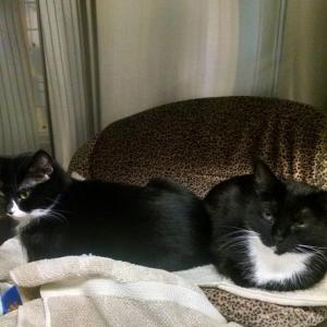 Jeanie and Rosie are ready to be adopted. Courtesy of the Lincoln County Animal Shelter