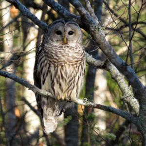 Naturalist Lynne Flaccus will lead an owl prowl at the Trout Brook Preserve on Friday, March 6 at 6 p.m. Courtesy of Susan Schubel