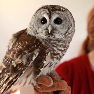 Kennebec Estuary Land Trust welcomes the Center for Wildlife on April 11 to showcase the fascinating lives of Maine's nocturnal wildlife. Courtesy of Sam Burgie