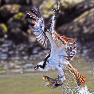 Join Kennebec Estuary Land Trust for its membership gathering and annual meeting on Tuesday, April 7 at the Maine Maritime Museum in Bath. Courtesy of Howard Cederlund