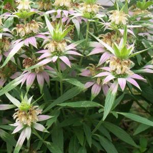 Showy bracts and aromatic leaves of spotted horsemint (Monarda punctata) highlight yellow flowers that will attract beneficial insects to your garden. Courtesy of Hildy Ellis