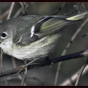 Ruby-crowned kinglet. Courtesy of Kirk Rogers