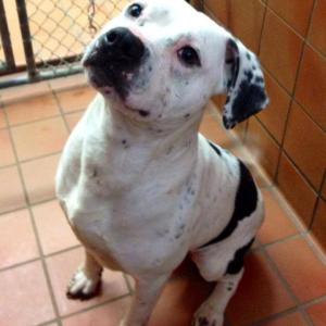 Dozer asks for our help! Courtesy of the Lincoln County Animal Shelter