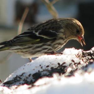 Pine siskin at the feeder. Courtesy Jeff Wells