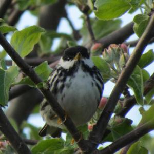 A blackpoll warbler on Monhegan Island. Courtesy of Jeff Wells